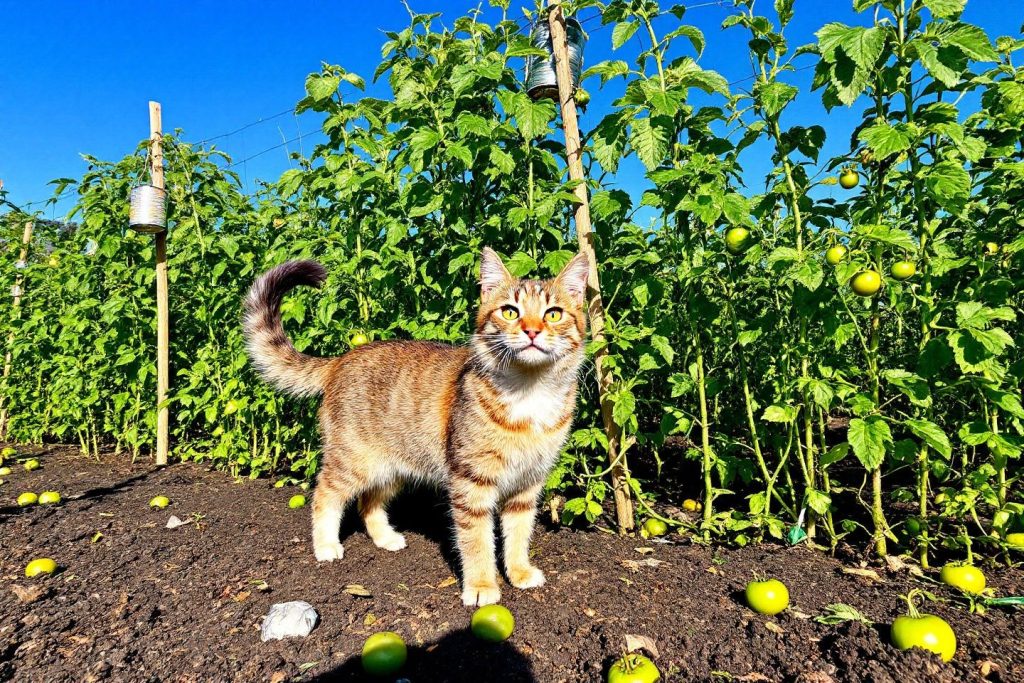 Hat die Nachbarskatze Ihren Gemüsegarten verwüstet? Nutzen Sie diese einfachen Tipps, um Ihre Pflanzen zu schützen und Ihre Ernte zu retten.