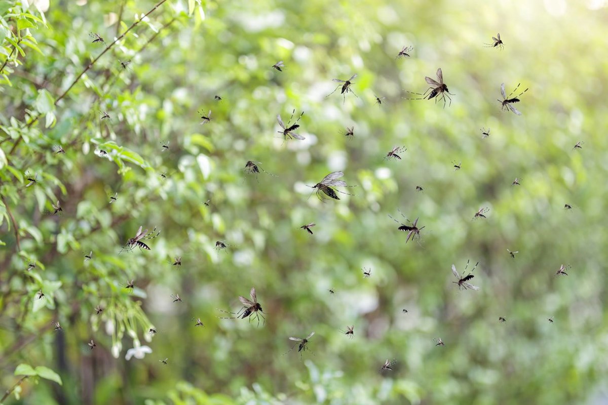 Repellentien sind gut, aber Jäger haben eine effektivere Methode, um Mücken auf dem Feld zu vertreiben.