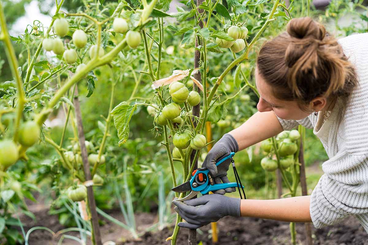 Verdoppeln Sie Ihre Tomatenernte mit diesem kleinen Trick von professionellen Gärtnern!