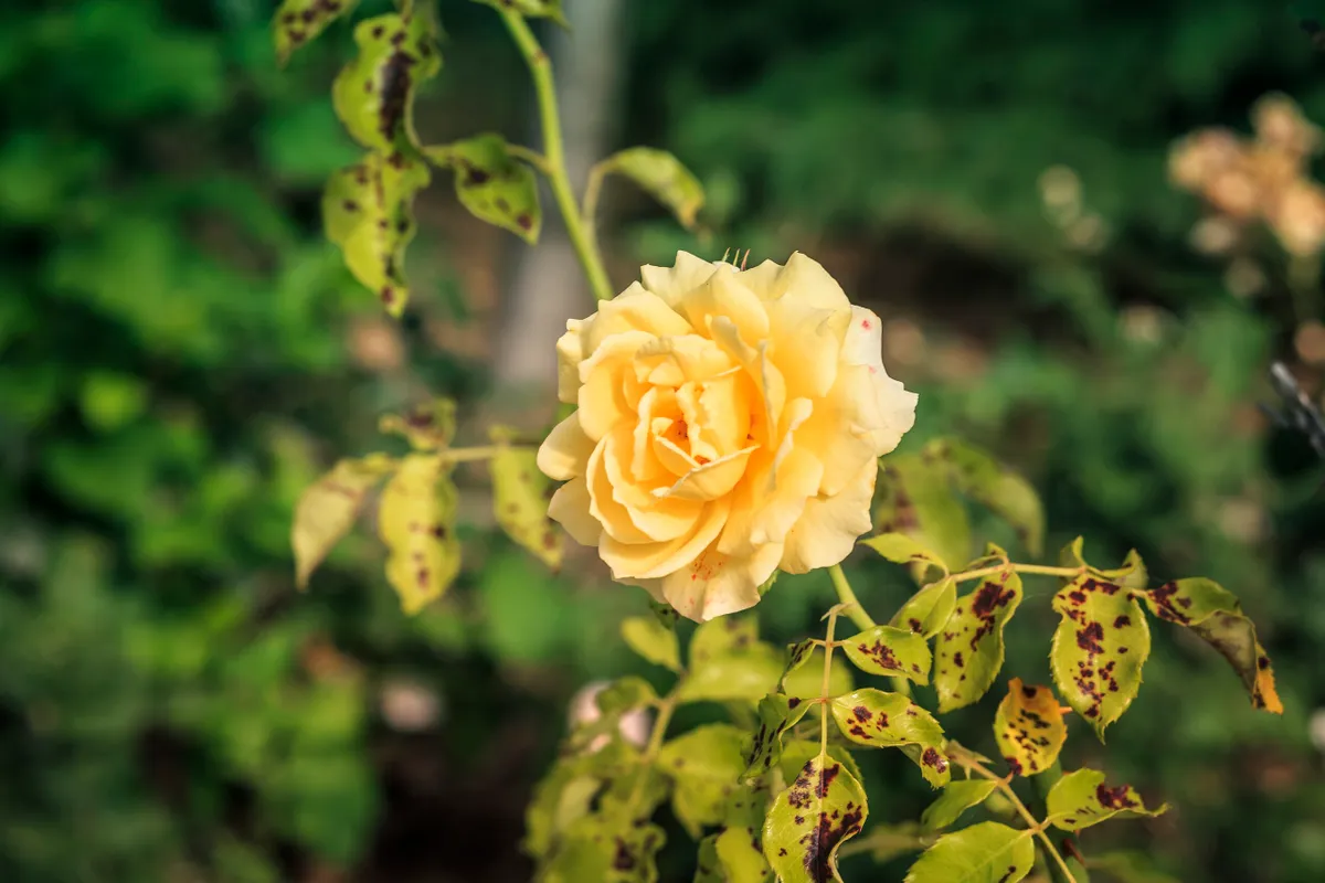 Eine schöne Rose, aber die Blätter sind gelb. Warum? Wahrscheinlich machen Sie diesen Fehler.
