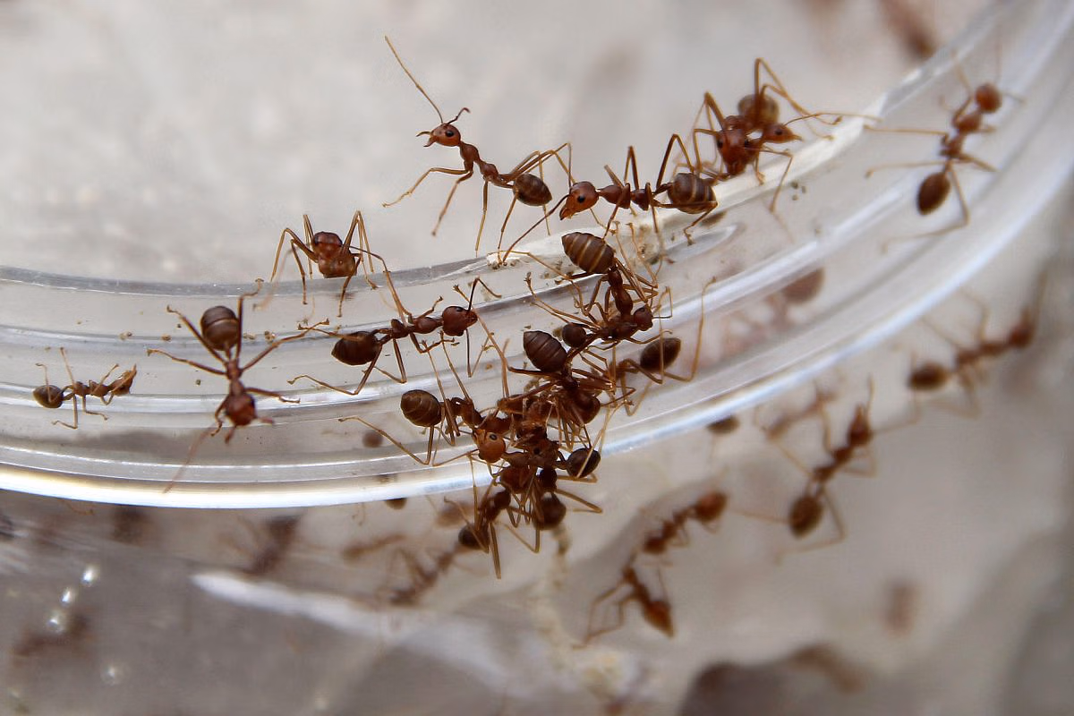 Wie man Kochsalz zur schnellen Vernichtung von Ameisen ohne Insektizide verwendet