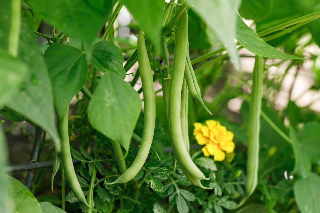 Sie können diese beiden Sorten köstlicher, schnell wachsender Bohnen noch in diesem Herbst aussäen