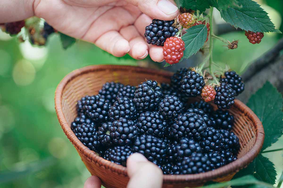 Ein ungewöhnliches Superprodukt nicht nur für Diabetiker. Es enthält viele Antioxidantien und wirkt entzündungshemmend.