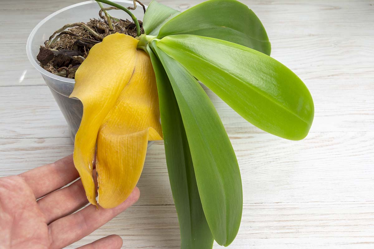 Gelbe Blätter an Ihrer Orchidee: Wie können Sie Ihre Lieblingspflanze wiederbeleben (und retten)?