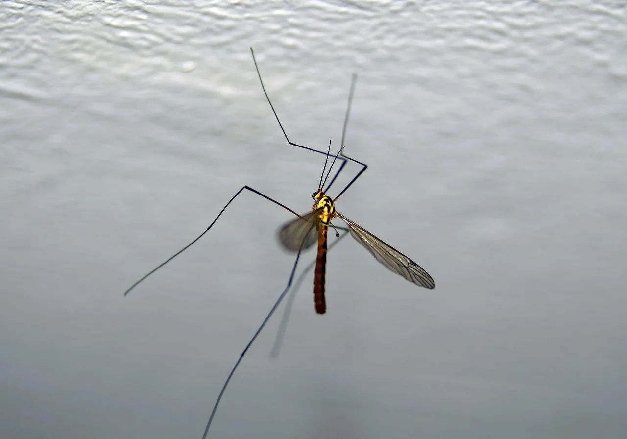 Es sieht aus wie eine riesige Mücke und fliegt in Häuser hinein. Man darf es nicht töten.