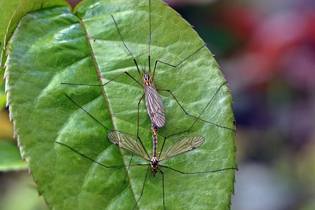 Es sieht aus wie eine riesige Mücke und fliegt in Häuser hinein. Man darf es nicht töten.