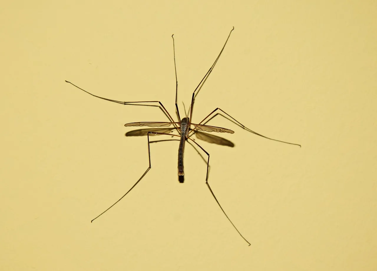 Es sieht aus wie eine riesige Mücke und fliegt in Häuser hinein. Man darf es nicht töten.