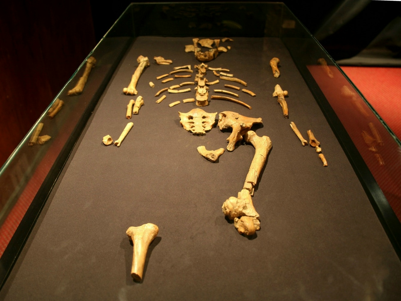 Die Überreste von Lucy und Selam werden 60 Tage lang im Rahmen der Ausstellung „Der Ursprung des Menschen und Fossilien” zu sehen sein.