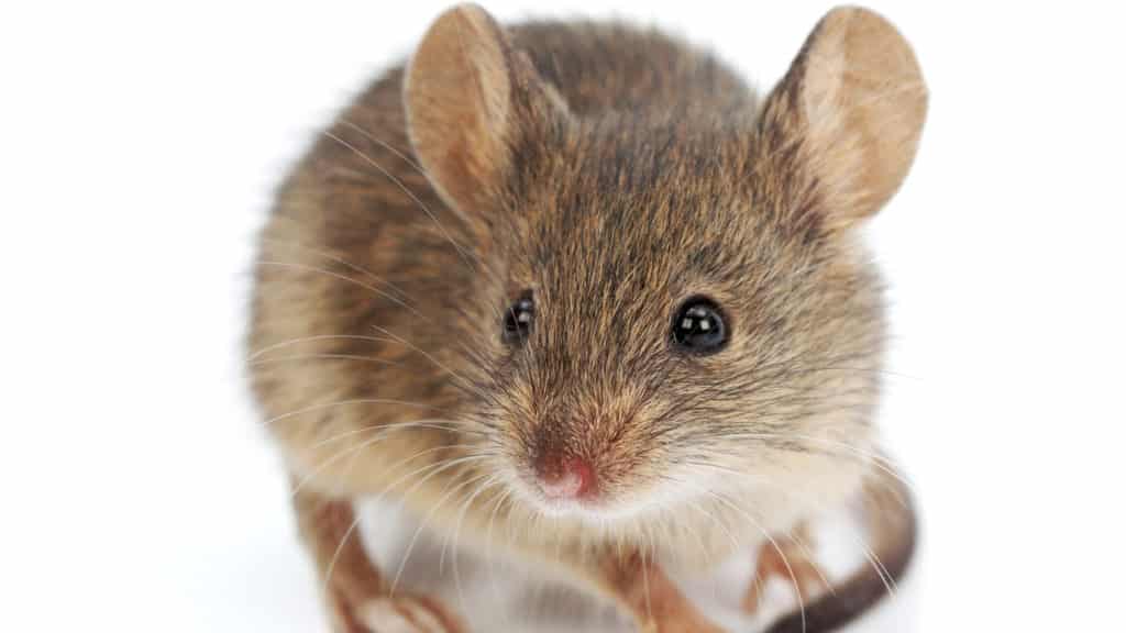 Haben Sie Mäuse im Haus? Verwenden Sie dieses Gewürz, und sie werden von selbst verschwinden