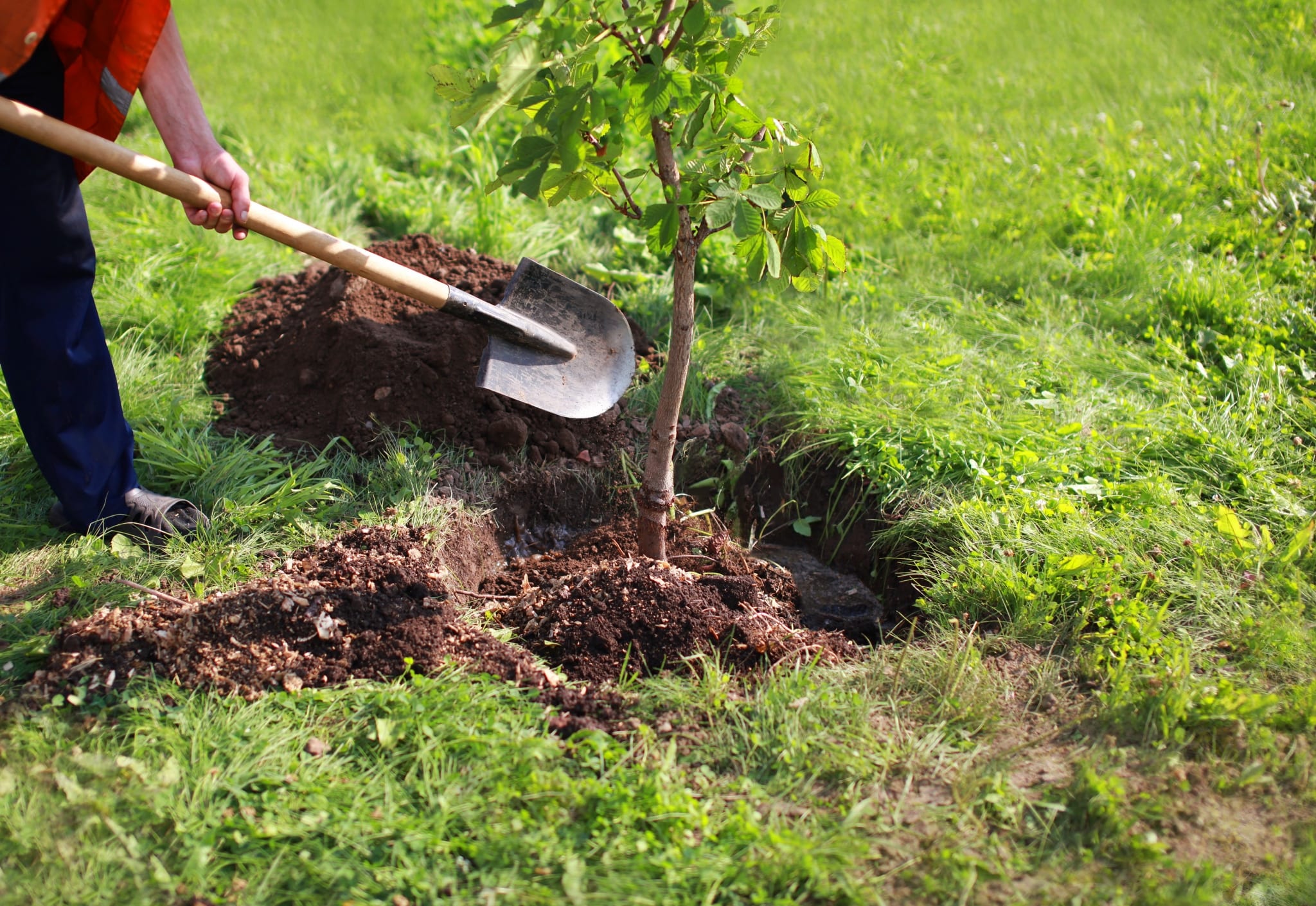 Welchen Obstbaum sollte man im September pflanzen, um im Sommer eine Ernte einzufahren?