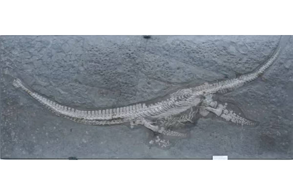 In Deutschland wurde ein Meeresungeheuer aus der Jurazeit entdeckt, das vor 183 Millionen Jahren lebte.