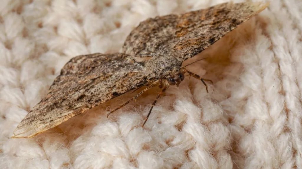 Der natürlichste Weg, Motten im Sommer ohne Insektizide aus Ihrem Zuhause zu vertreiben