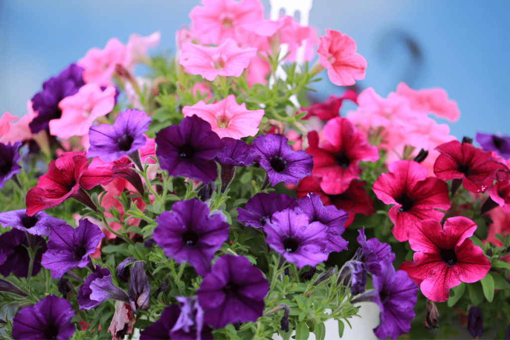 Drei ideale Blumen zum Einpflanzen in Töpfe im August und zum Schmücken von Balkonen
