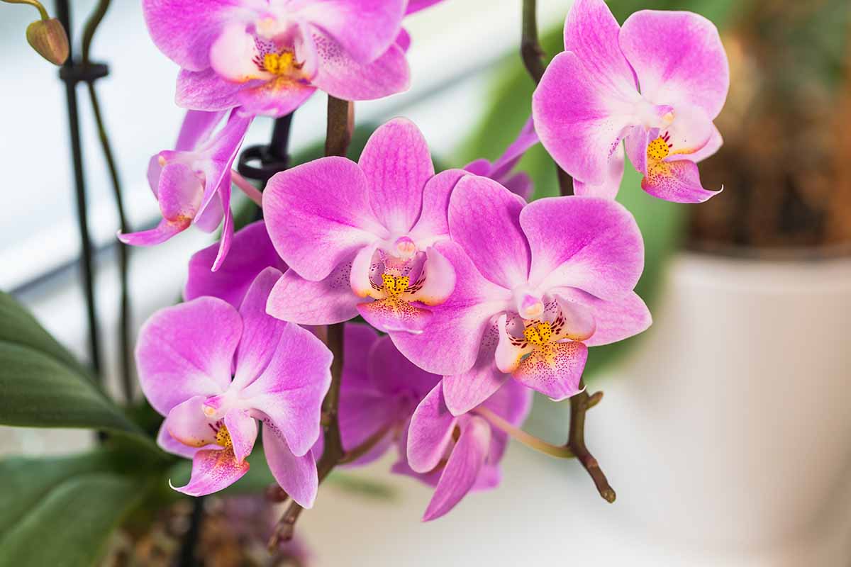Verwenden Sie Naturjoghurt, um die Blüte Ihrer Orchideen zu verstärken: So geht's.