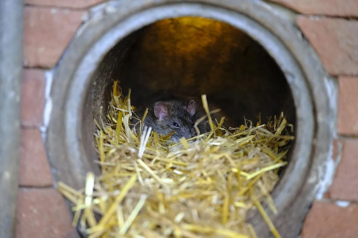Ratten und Mäuse werden fliehen und für immer verschwinden, wenn Sie ihnen nur ein einziges Stück Futter übrig lassen.