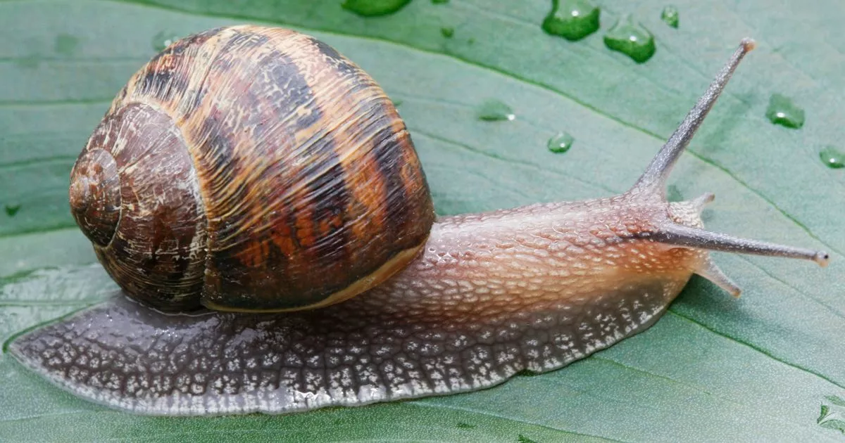 Vernichten Sie Schnecken in Ihrem Garten für immer. Hier sind die besten Methoden.