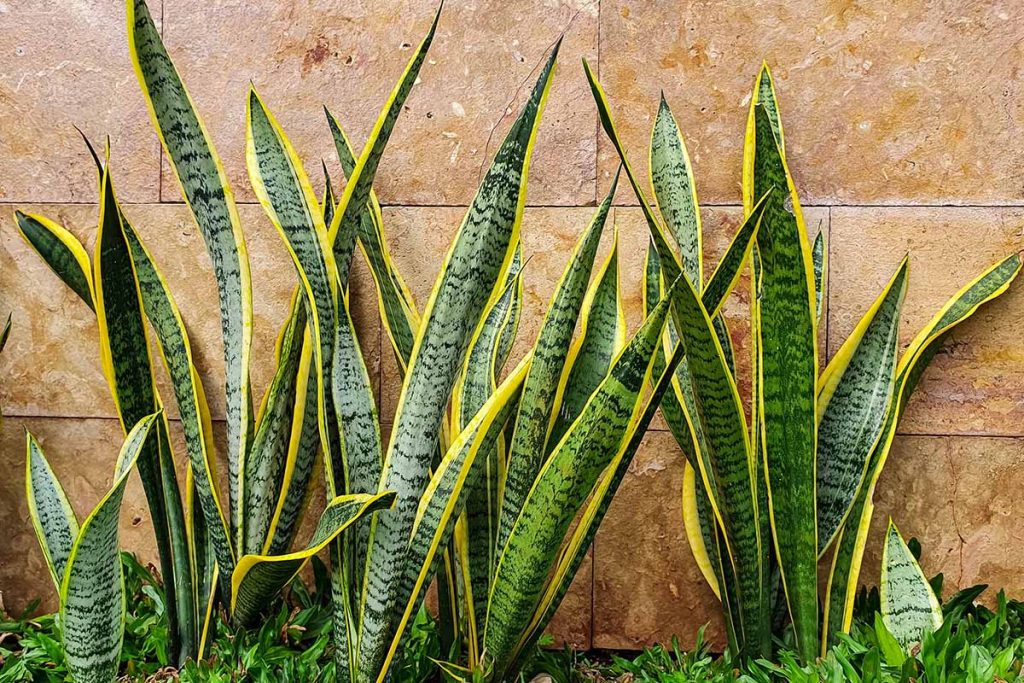 Wächst Ihre Sansevieria schlecht? Pflanzen Sie sie in einen Topf, sie wird schnell grün und treibt neue Blätter.