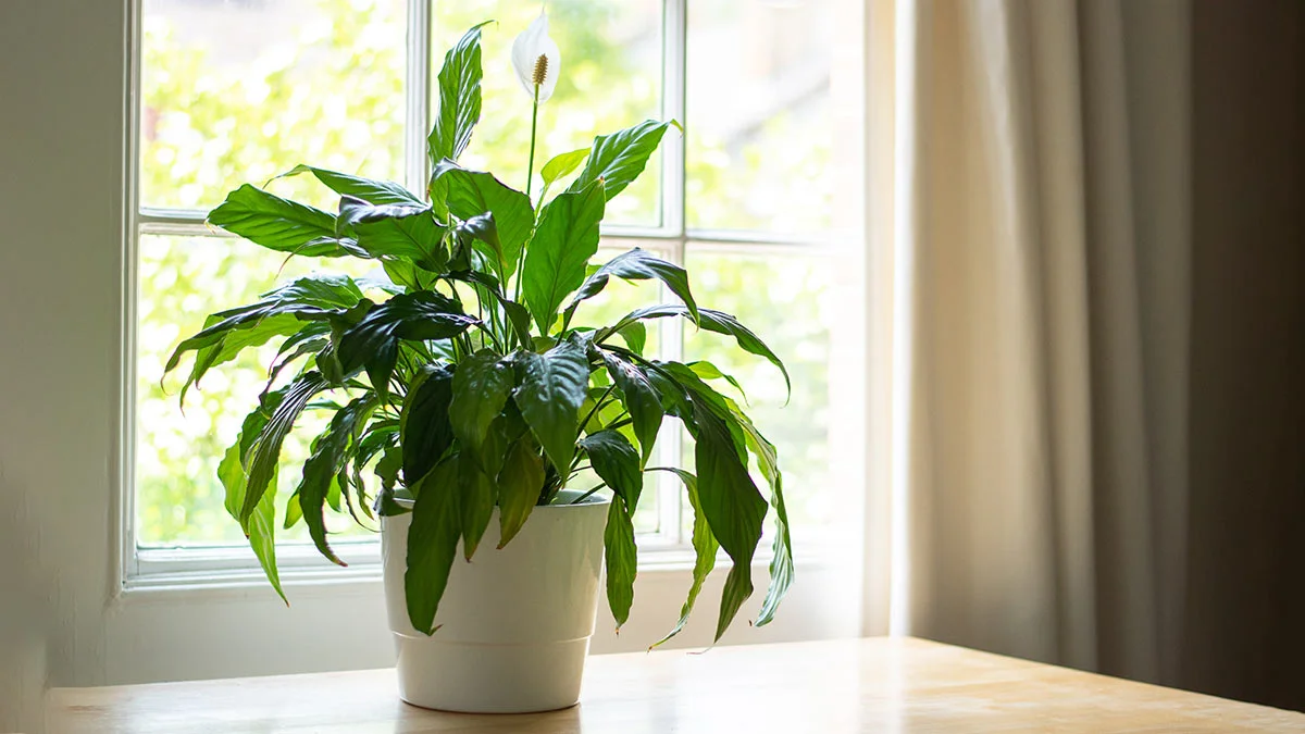 Geben Sie einige Körner in den Topf, und die Blätter des Aloe-Baums werden nach einigen Tagen wieder lebendig. Ein genialer Trick aus der Küche