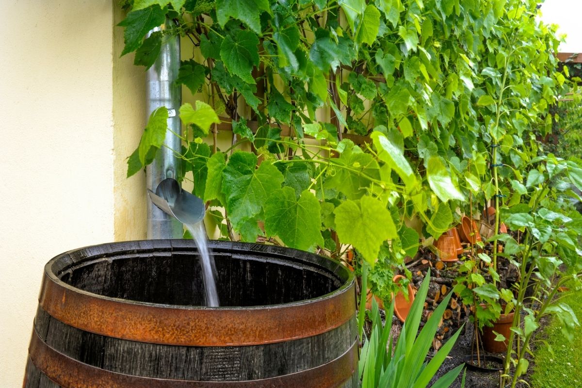 Verbot der Verwendung von Regenwasser zur Bewässerung in Deutschland