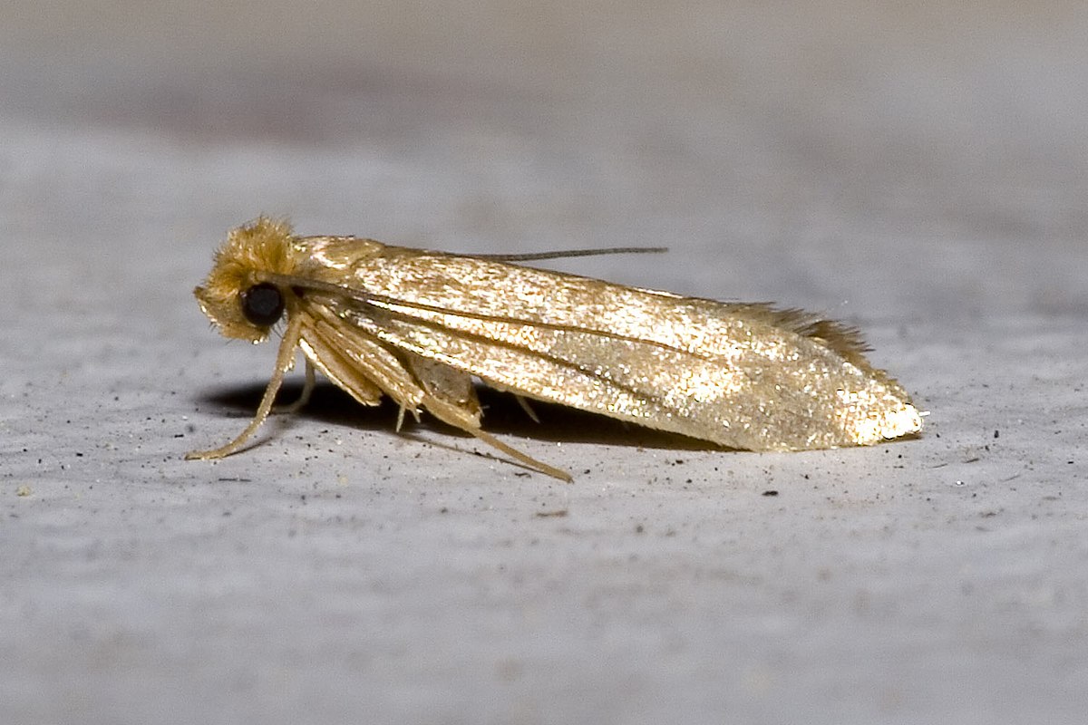 Weder Zitrone noch Insektizide: Der beste Weg, Motten im Sommer zu vertreiben, ist, diese Pflanze ans Fenster zu stellen.