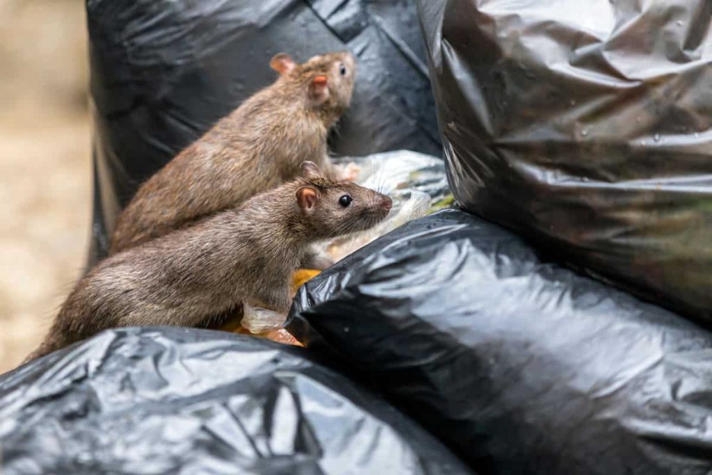 „Nachts ist es hier eine echte Rattenstraße“: Rattenproblem in Berlin