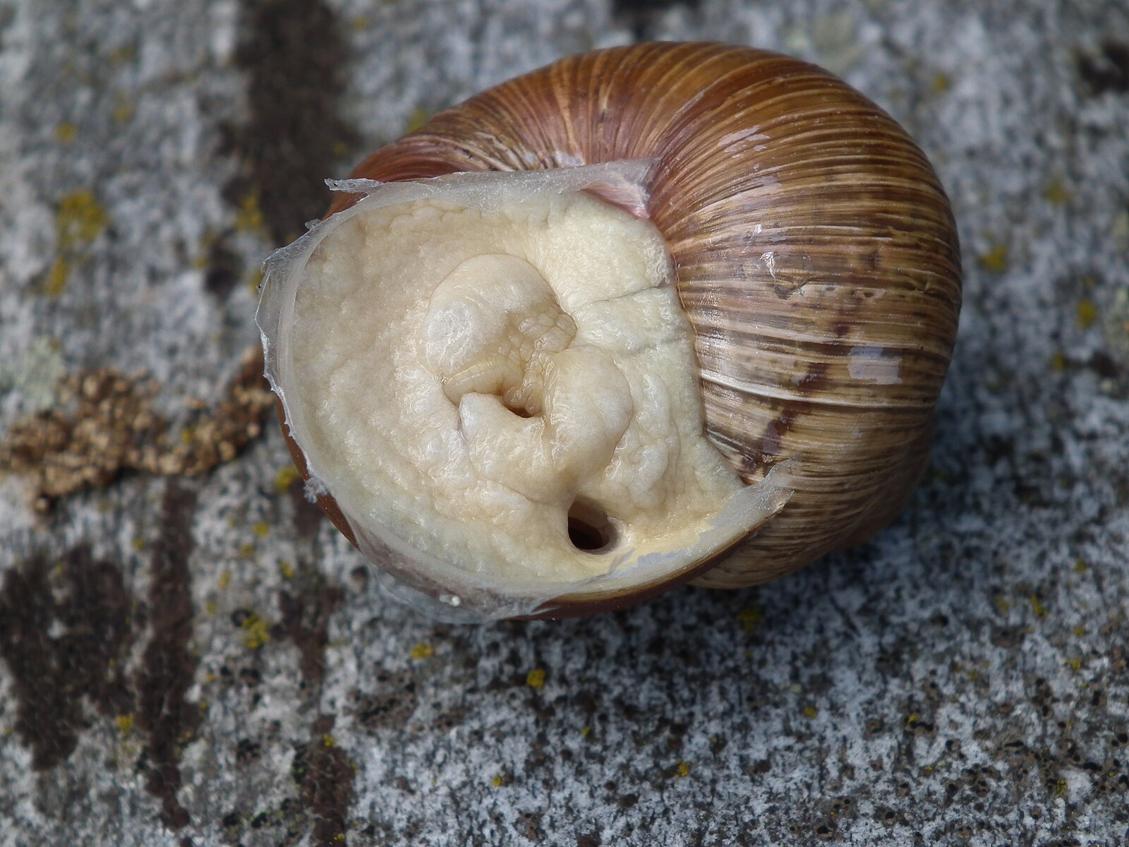 Anstatt sie wegzuwerfen, verstreuen Sie sie im Garten. Die Schnecken werden verschwinden.