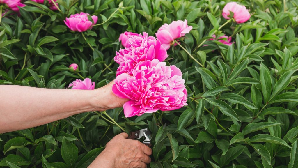 Schneiden Sie Pfingstrosen genau so zurück. Das ist der Schlüssel zu einer üppigen Blüte.