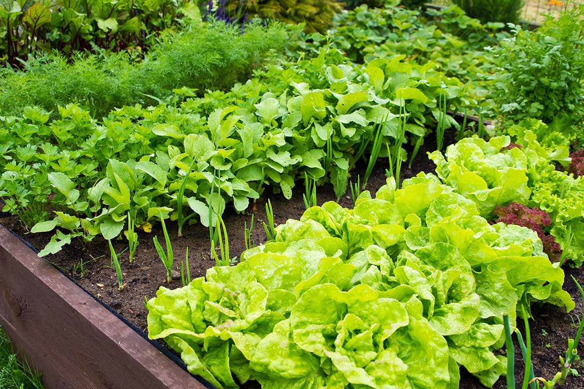 Wie man den Ertrag und die Fruchtbarkeit am Ende des Sommers steigern kann: intelligente Aussaat im Gemüsegarten und Obstgarten nach der Ernte.