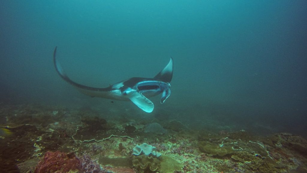 „Teufel“ in Form von Fischen tauchen an der Mittelmeerküste auf: „Das ist ein sehr schlechtes Zeichen“