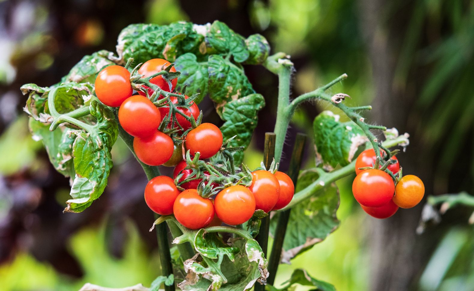 Nach den Tomaten pflanze ich immer folgende Gemüsesorten, um den Boden wieder aufzubauen.