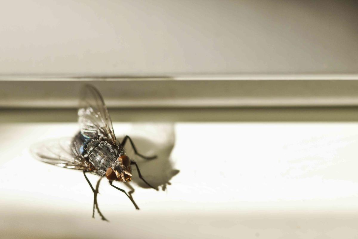 Keine Kerze, keine Falle. Stecken Sie Nelken in Knoblauch. Sie werden in Panik fliehen.