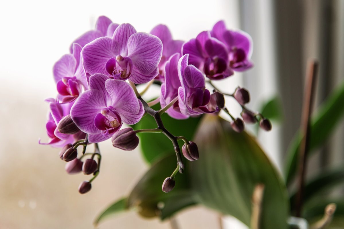 Garten: Wie man Orchideen aus einem Blatt mit Bier züchtet