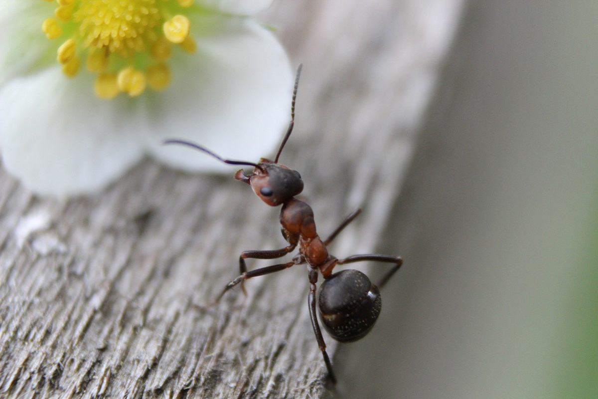 Tipp, wie Sie mit einem Mittel, das jeder zu Hause hat, Insekten aus Ihrem Haus fernhalten können