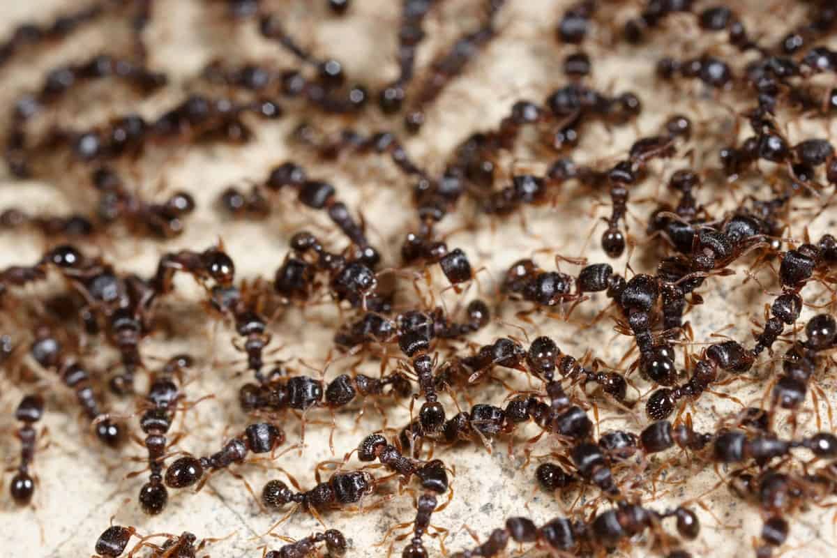 Hausmittel gegen Ameisen im Haus, im Hof und im Garten