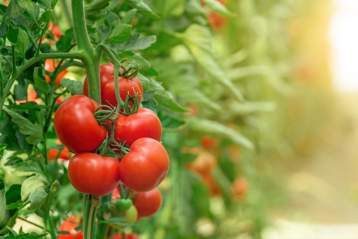 Meine Großmutter gießt ihre Tomaten immer mit diesem Mittel. Sie sind gesund und frei von Schädlingen.
