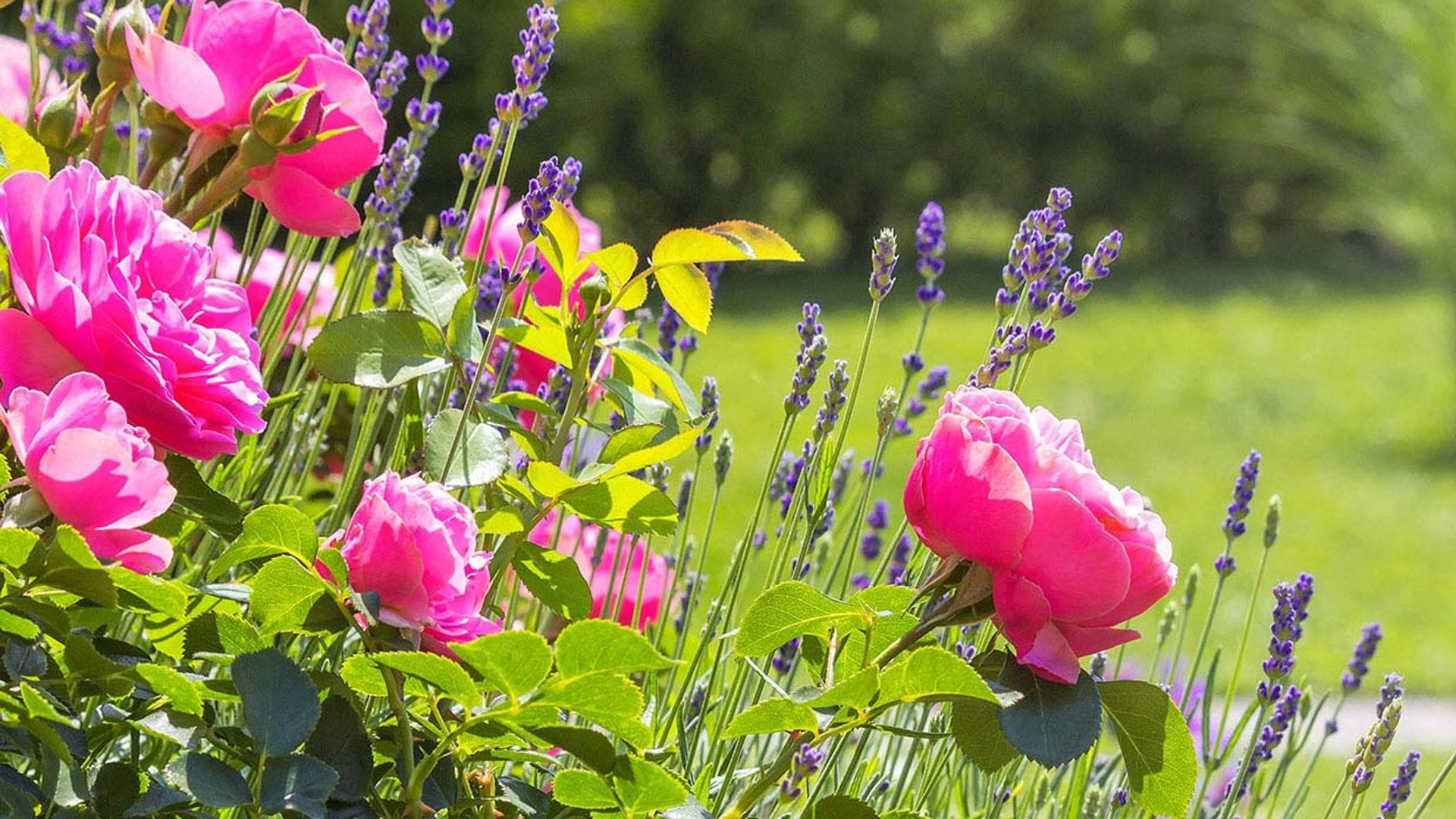Die Rosen werden bis November blühen. Es reicht aus, sie einfach damit zu verwöhnen