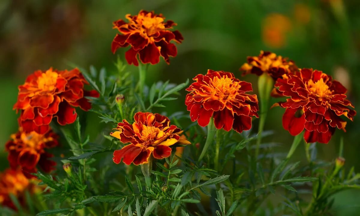 Pflücken Sie sie und werfen Sie sie in den Eimer. Die gefräßigen Schädlinge werden sich nicht in den Garten trauen.