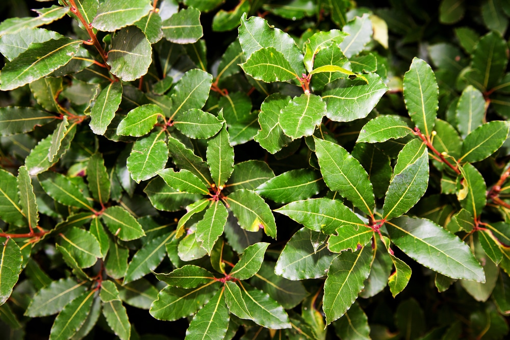 Wie pflegt man einen Lorbeerbaum zu Hause, damit er kräftig und gesund wächst?