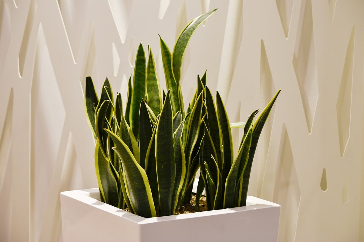 Wächst Ihre Sansevieria schlecht? Pflanzen Sie sie in einen Topf, sie wird schnell grün und treibt neue Blätter.