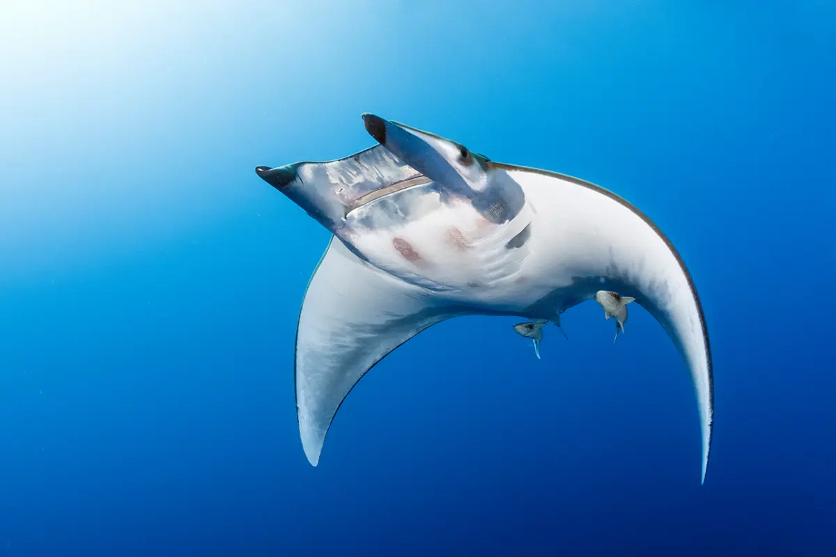 „Teufel“ in Form von Fischen tauchen an der Mittelmeerküste auf: „Das ist ein sehr schlechtes Zeichen“