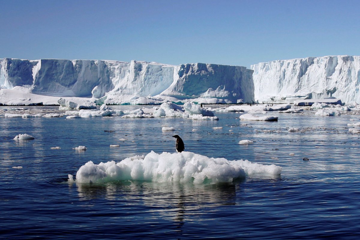 Spanische Wissenschaftler tauchten in das Eis der Antarktis ein und entdeckten 332 bisher unbekannte Unterwasser-Kanonen
