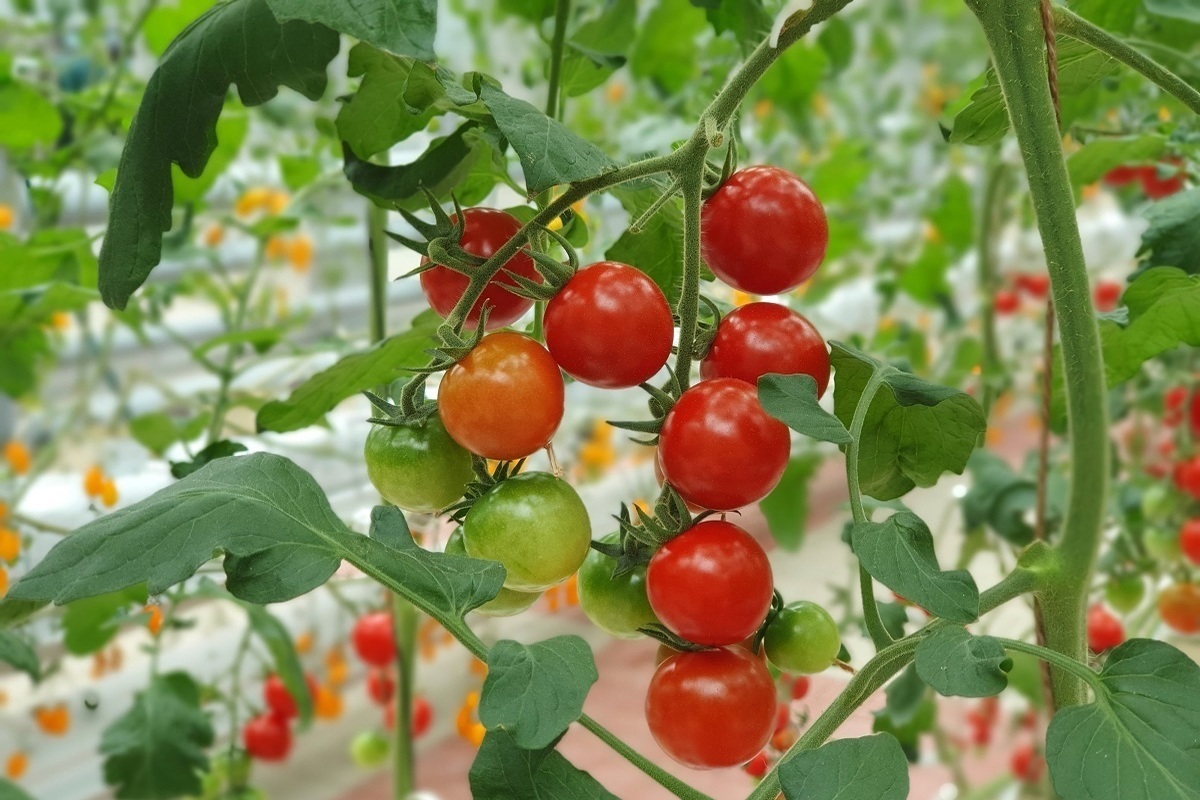 Tomaten reifen im Handumdrehen. Alles, was Sie brauchen, ist ein einfacher Zahnstocher.