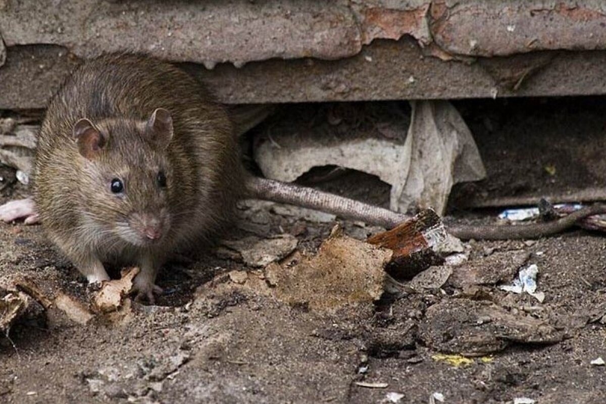 Glaubst du immer noch, dass Ratten wegen der Schmutzigkeit zu dir kommen? Hier ist der wahre Grund, der dich so anwidern wird, dass du dich nicht mehr trauen wirst, mit deinen Freunden darüber zu sprechen.