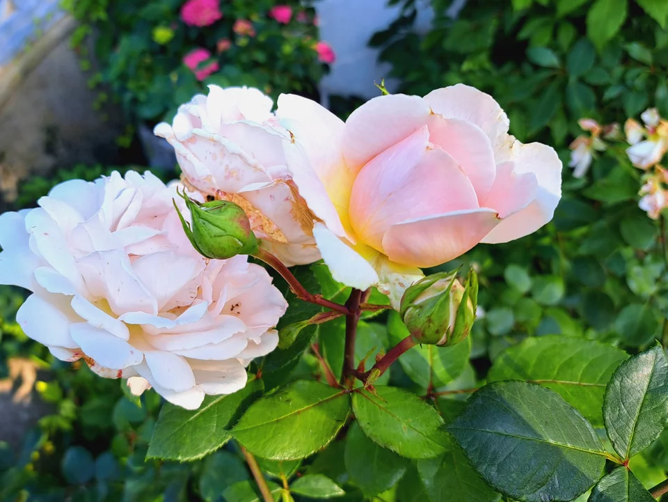 Ein Löffel dieses Pulvers reicht aus, um Rosen vor Pilzkrankheiten zu schützen.