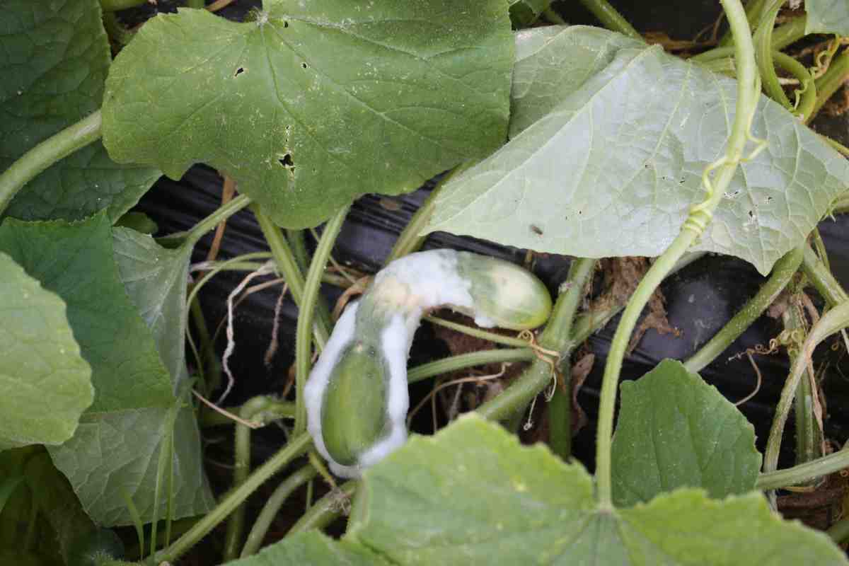 Verrotten Ihre Gurken vor der Ernte an der Pflanze? Unsere Lösungen zur Rettung Ihres Gemüses