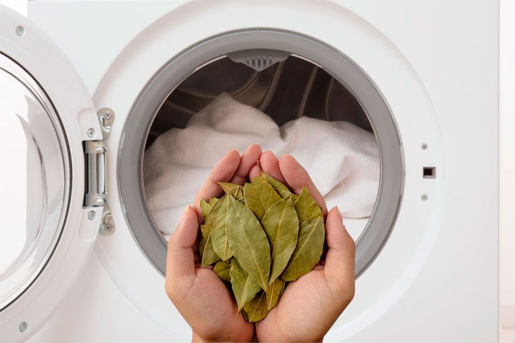 Der Trick mit dem Lorbeerblatt: So beseitigen Sie unangenehme Gerüche aus der Waschmaschine und verleihen Ihrer Wäsche einen angenehmen Duft.