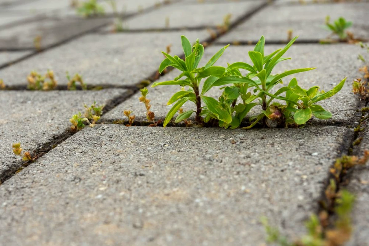 Jetzt ist der ideale Zeitpunkt, um Unkraut auf Wegen und Terrassen auf natürliche Weise zu entfernen: Entdecken Sie diese umweltfreundlichen und einfach anzuwendenden Lösungen, bevor der Herbst Einzug hält.