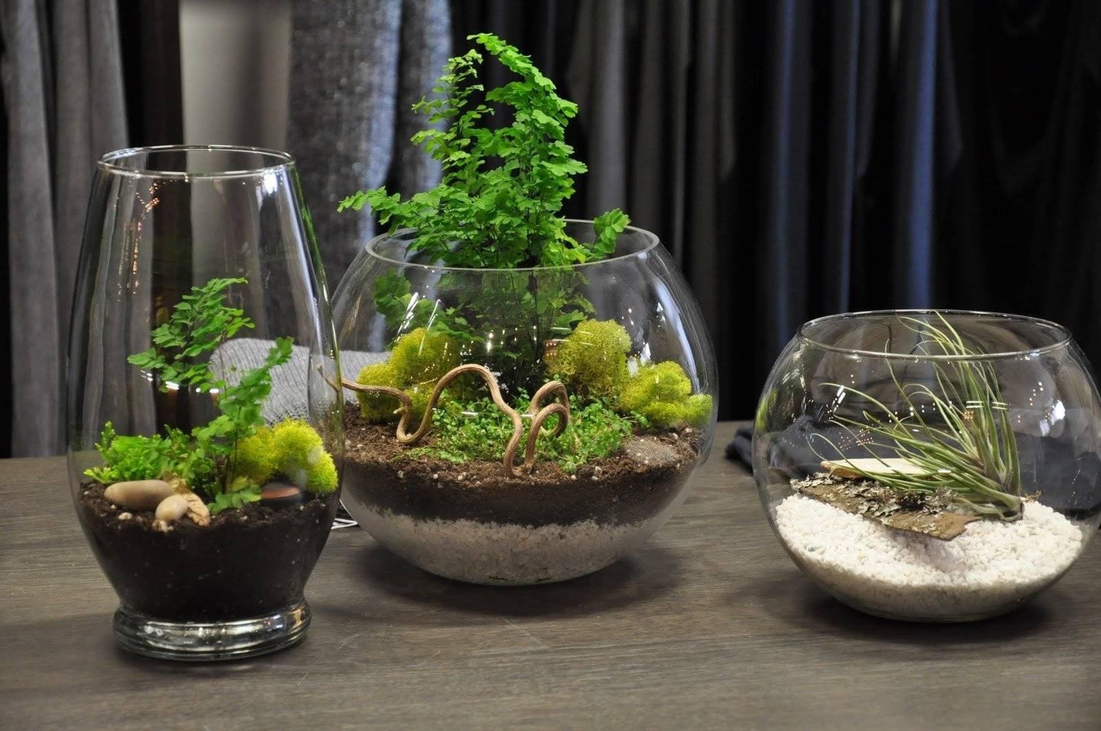 Wie man Sukkulenten in einem Terrarium, einem minimalistischen Garten, züchtet, in dem sie sich wohlfühlen und Ihr Zuhause verschönern