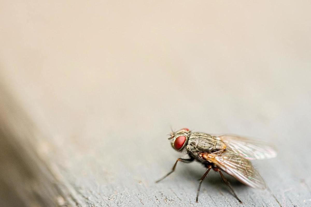 Wie kann man Fliegen im Haus auf natürliche Weise loswerden, laut Experten?