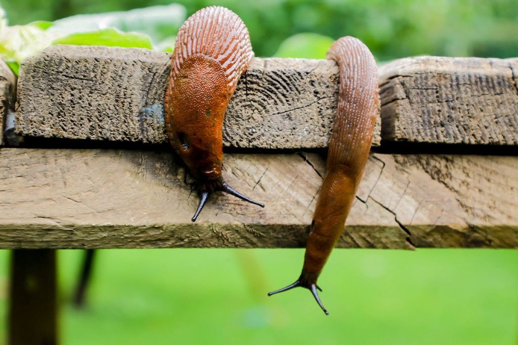 Vergessen Sie Eierschalen gegen Schnecken: Hier erfahren Sie, warum dieser Tipp nutzlos ist und was Sie stattdessen tun sollten.